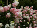 Hydrangea paniculata Rensun IMG_4986 Hortensja bukietowa